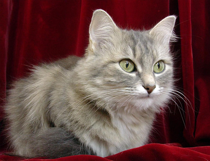 Micropuçage pour chats Ville-Marie