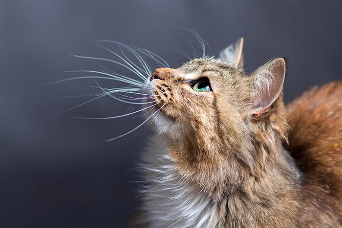Voyager avec son chat Ville-Marie