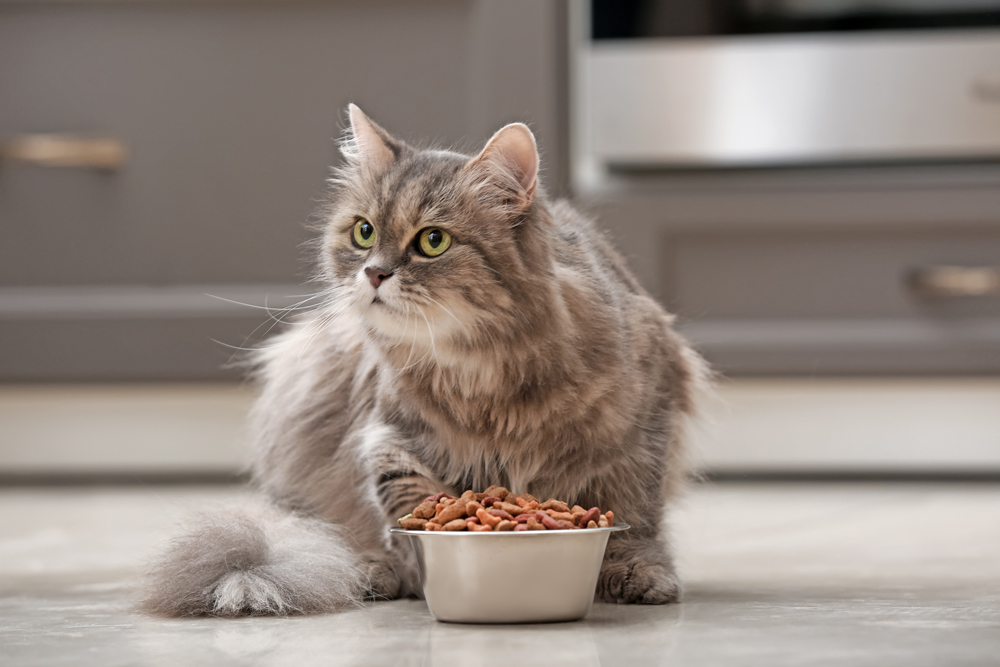 Nourriture Nourriture pour chats Plateau-Mont-Royal