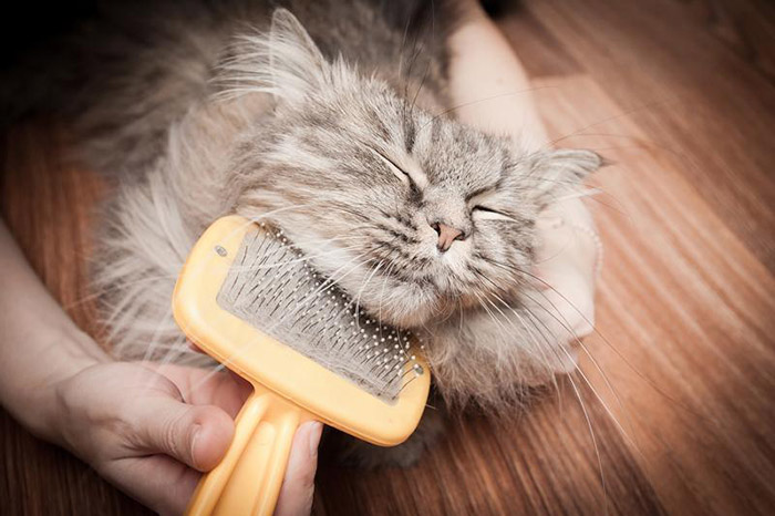 Soins pour chats Ville-Marie