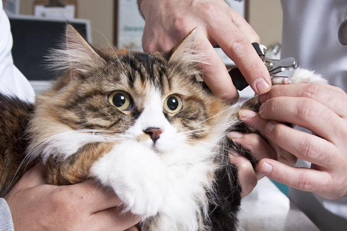 Soins pour chats Plateau-Mont-Royal