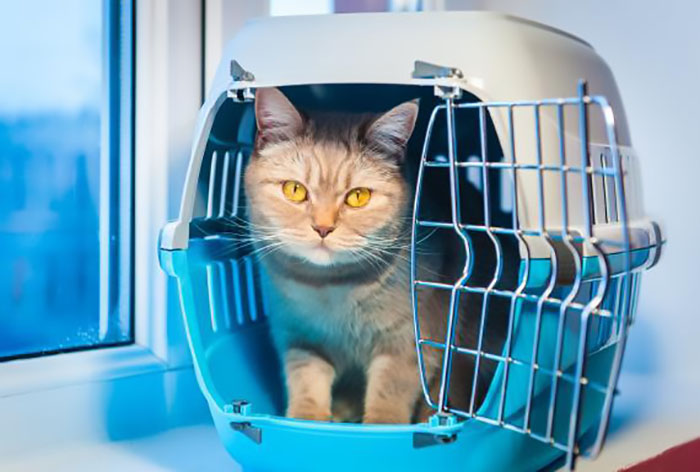 Voyager avec son chat Plateau-Mont-Royal