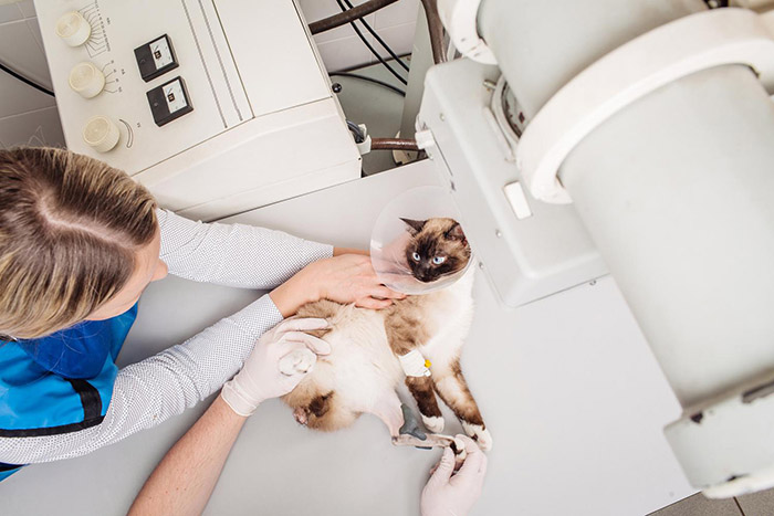 Cat Vaccination Plateau-Mont-Royal