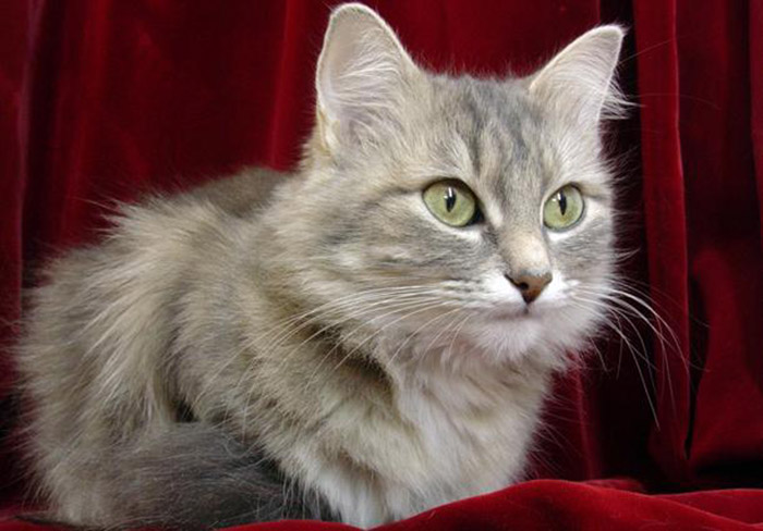 Clinique vétérinaire pour chats Montréal