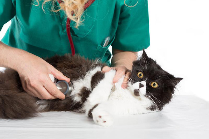 Clinique vétérinaire pour chats Montréal