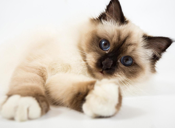 Soins pour chats Montréal